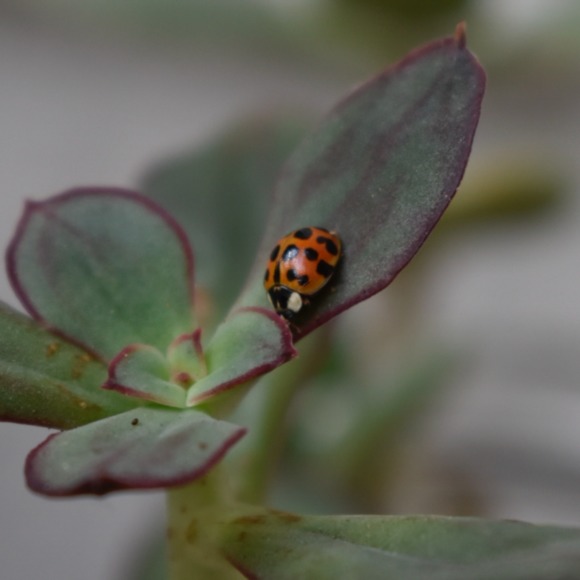 Meet your Posher, Jade - Picture 1 of 1